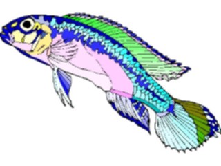Sticker Custom Preview Image #015090 Animals Aquatic Dwarf Cichlid2