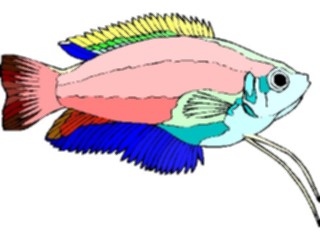 Sticker Custom Preview Image #015091 Animals Aquatic Dwarf Gourami