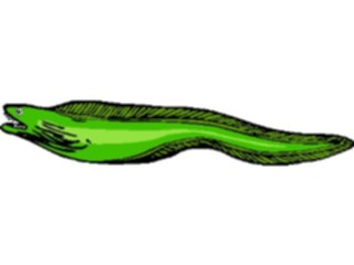 Sticker Custom Preview Image #015095 Animals Aquatic Eel Moray1