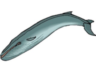 Sticker Custom Preview Image #015105 Animals Aquatic Fin Whale