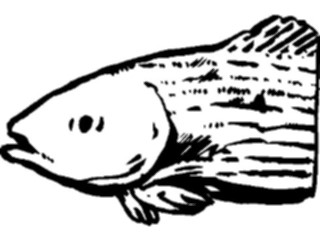 Sticker Custom Preview Image #015136 Animals Aquatic Fish031