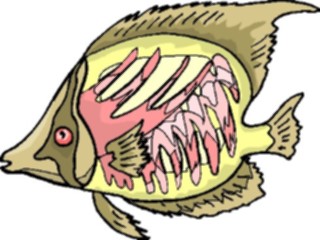 Sticker Custom Preview Image #015242 Animals Aquatic Fish137