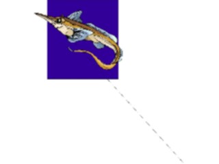 Sticker Custom Preview Image #015269 Animals Aquatic Fish164