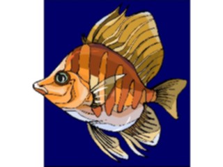 Sticker Custom Preview Image #015280 Animals Aquatic Fish175
