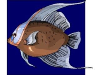 Sticker Custom Preview Image #015285 Animals Aquatic Fish180