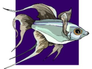 Sticker Custom Preview Image #015294 Animals Aquatic Fish189