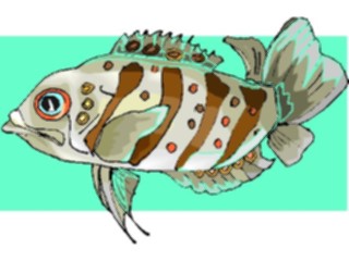 Sticker Custom Preview Image #015312 Animals Aquatic Fish207