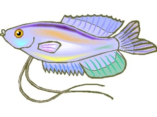 Sticker Custom Preview Image #015474 Animals Aquatic Gourami Moonlight1