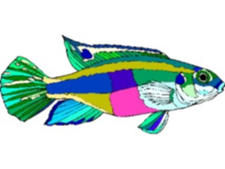 Sticker Custom Preview Image #015527 Animals Aquatic Kribensis Cichlid