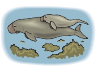 Sticker Custom Preview Image #015563 Animals Aquatic Manatee Calf