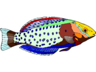 Sticker Custom Preview Image #015604 Animals Aquatic Painted Wrasse