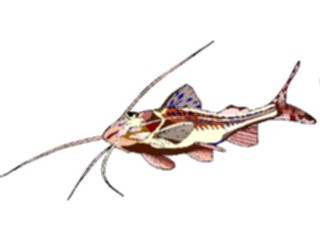 Sticker Custom Preview Image #015611 Animals Aquatic Pictus Catfish