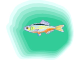 Sticker Custom Preview Image #015639 Animals Aquatic Rainbowfish2