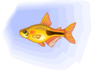 Sticker Custom Preview Image #015640 Animals Aquatic Rasbora1