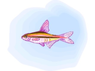 Sticker Custom Preview Image #015641 Animals Aquatic Rasbora2