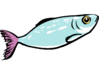 Sticker Custom Preview Image #015658 Animals Aquatic Sardine