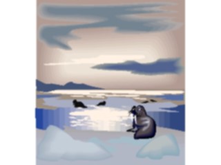 Sticker Custom Preview Image #015671 Animals Aquatic Sea Lions