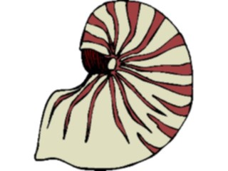 Sticker Custom Preview Image #015704 Animals Aquatic Sea Shell30