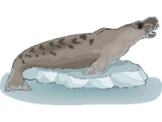 Sticker Custom Preview Image #015786 Animals Aquatic Seal26