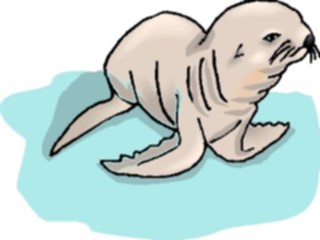 Sticker Custom Preview Image #015788 Animals Aquatic Seal Pup