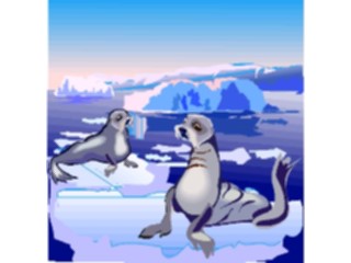 Sticker Custom Preview Image #015792 Animals Aquatic Seals1