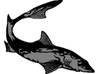 Sticker Custom Preview Image #015799 Animals Aquatic Shark06