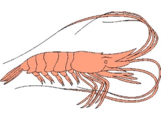 Sticker Custom Preview Image #015848 Animals Aquatic Shrimp3