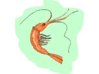 Sticker Custom Preview Image #015849 Animals Aquatic Shrimp4