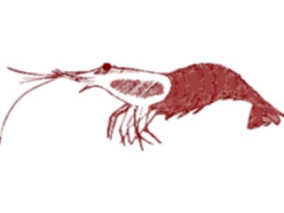 Sticker Custom Preview Image #015850 Animals Aquatic Shrimp5