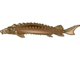 Sticker Custom Preview Image #015904 Animals Aquatic Sturgeon2