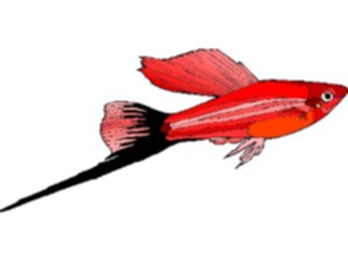 Sticker Custom Preview Image #015915 Animals Aquatic Swordtail1