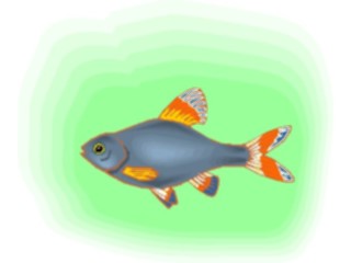 Sticker Custom Preview Image #015951 Animals Aquatic Tetra29