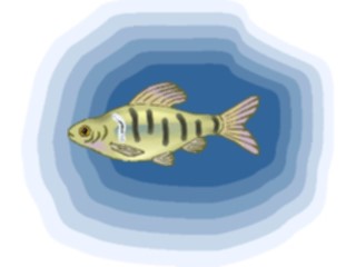 Sticker Custom Preview Image #015953 Animals Aquatic Tetra31