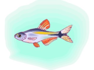 Sticker Custom Preview Image #015956 Animals Aquatic Tetra Buenos Aires