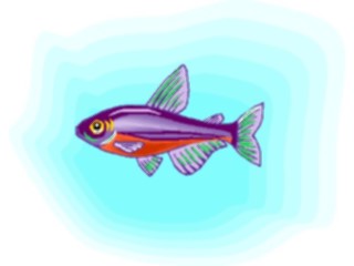 Sticker Custom Preview Image #015957 Animals Aquatic Tetra Cardinal