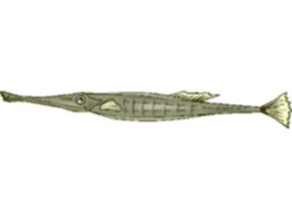 Sticker Custom Preview Image #015966 Animals Aquatic Trumpetfish