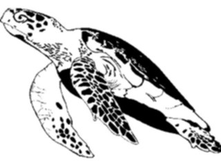 Sticker Custom Preview Image #015968 Animals Aquatic Turtle1