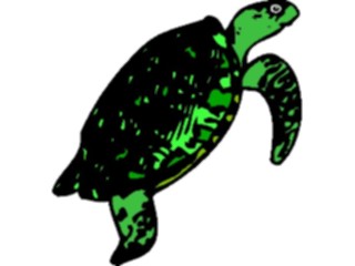 Sticker Custom Preview Image #015972 Animals Aquatic Turtle5