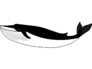 Sticker Custom Preview Image #015999 Animals Aquatic Whale05