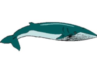 Sticker Custom Preview Image #016001 Animals Aquatic Whale07