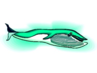 Sticker Custom Preview Image #016004 Animals Aquatic Whale10