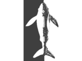 Sticker Custom Preview Image #016016 Animals Aquatic Whale Cutout