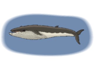 Sticker Custom Preview Image #016020 Animals Aquatic Whale Finback