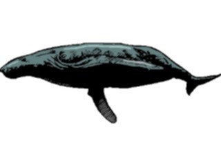 Sticker Custom Preview Image #016024 Animals Aquatic Whale Humpback2