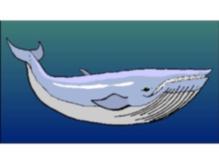 Sticker Custom Preview Image #016026 Animals Aquatic Whale Humpback4