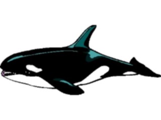 Sticker Custom Preview Image #016027 Animals Aquatic Whale Killer1