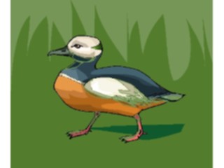 Sticker Custom Preview Image #016110 Animals Birds Bird068