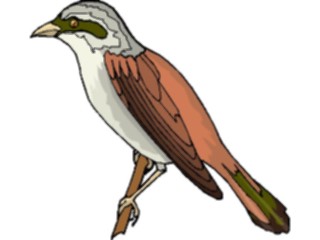 Sticker Custom Preview Image #016397 Animals Birds Bird Perched91