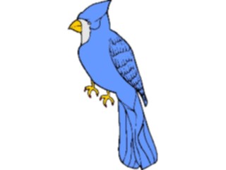 Sticker Custom Preview Image #016441 Animals Birds Bluejay1