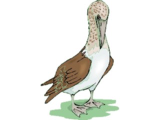 Sticker Custom Preview Image #016445 Animals Birds Booby